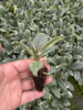 Tineke Ficus 