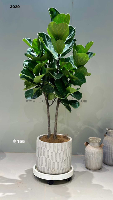Lyrata Ficus for Indoor