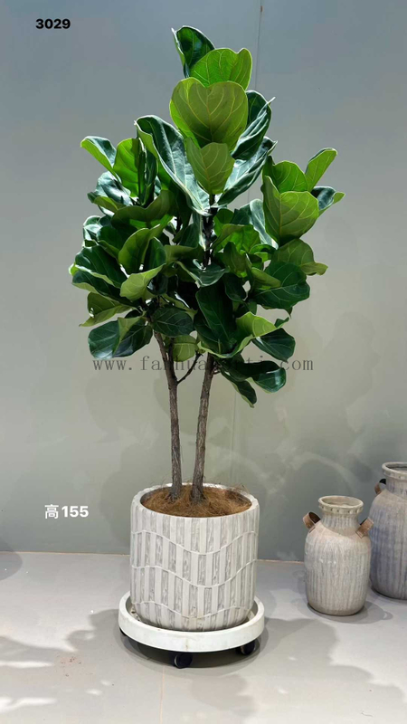Lyrata Ficus for Indoor