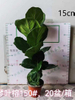 Lyrata bambino Ficus f