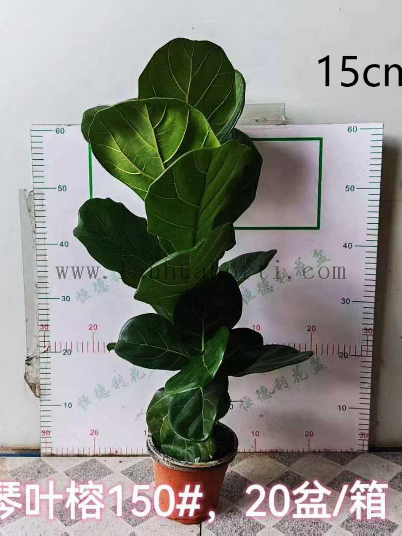 Lyrata bambino Ficus f