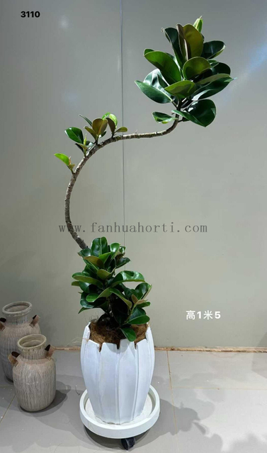 Sofia Ficus 