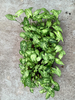 Syngonium Batik