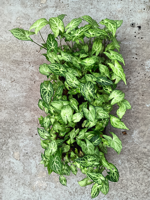 Syngonium Batik