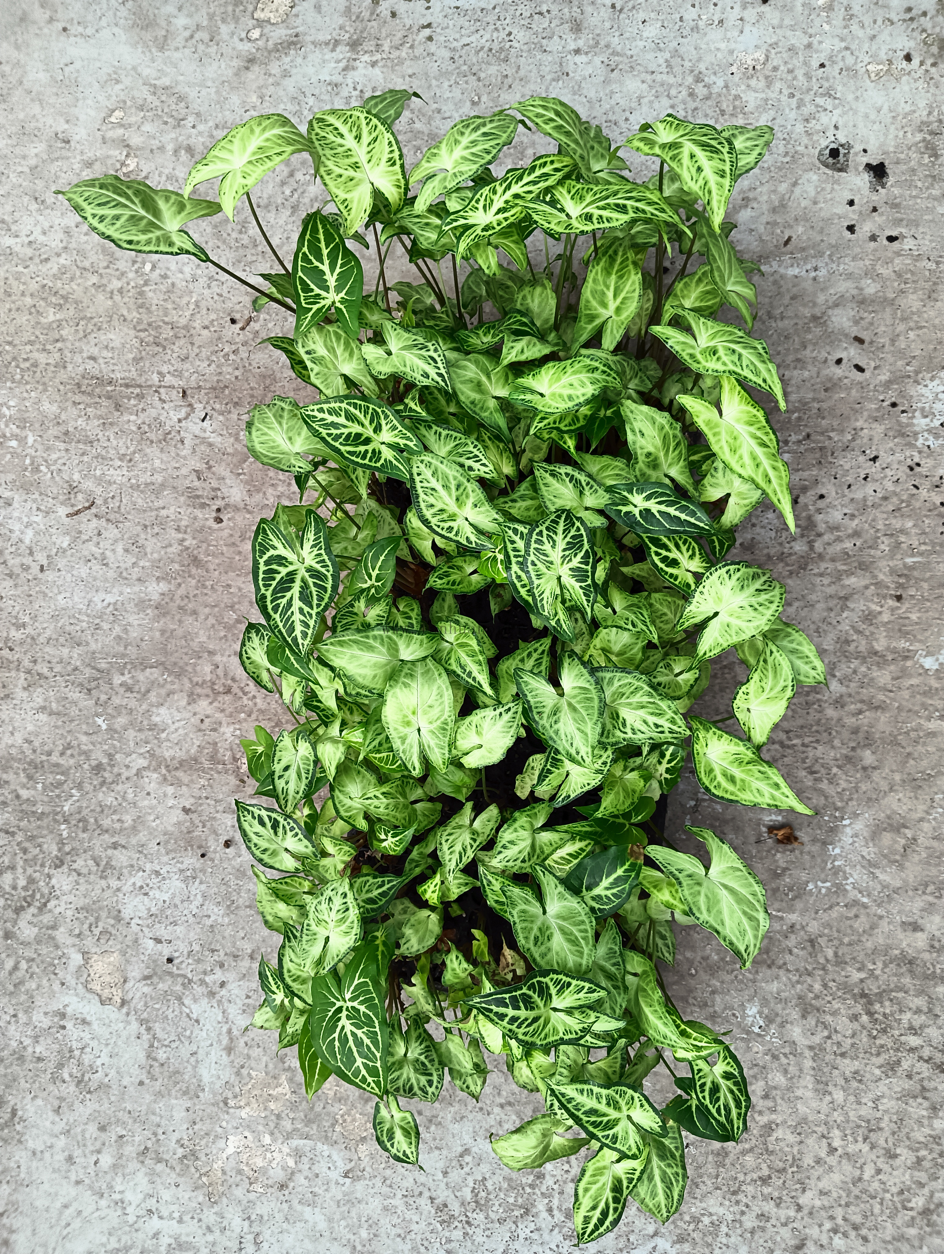 Syngonium Batik