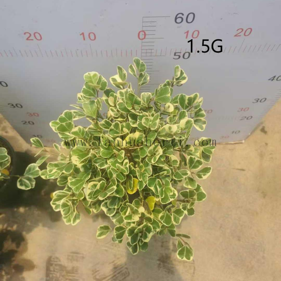 牛奶榕1.5G-2