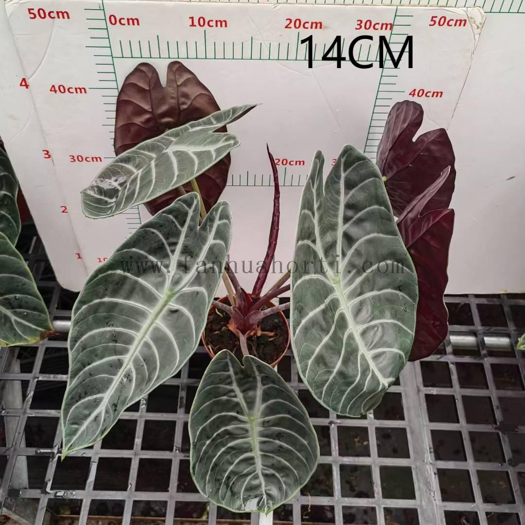 紫玉风铃140-2