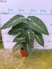 Nairobi Alocasia