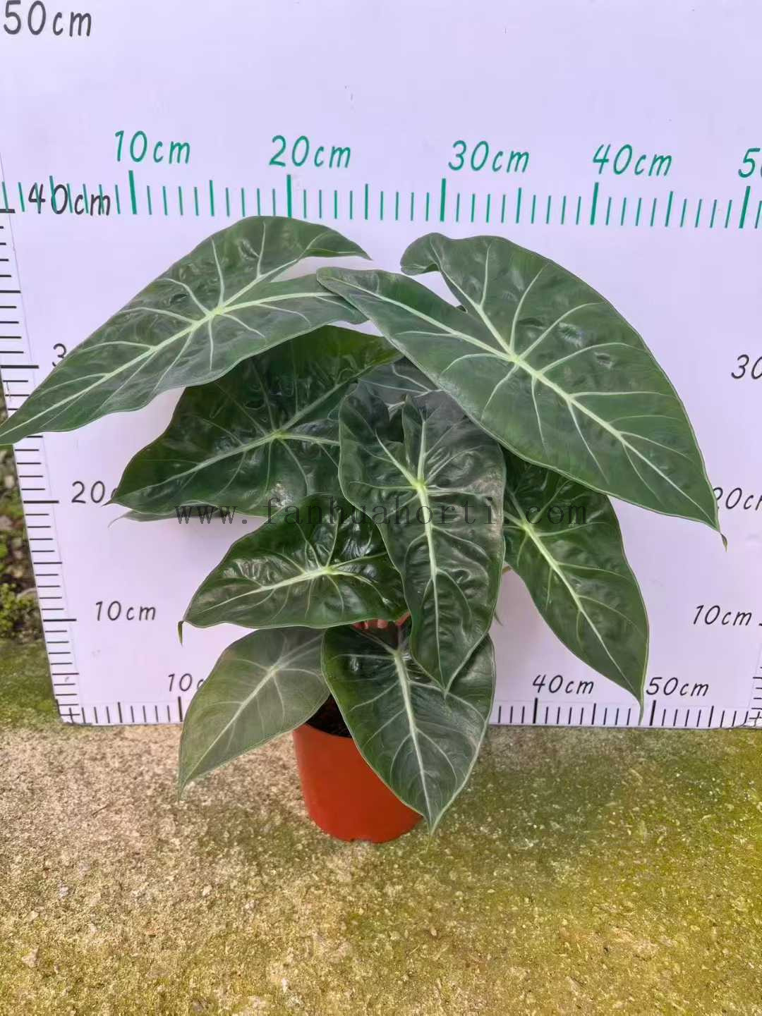Nairobi Alocasia