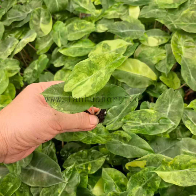 Variegated Pink Dragon Alocasia 