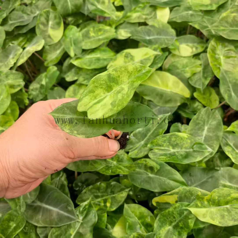 Variegated Pink Dragon Alocasia 
