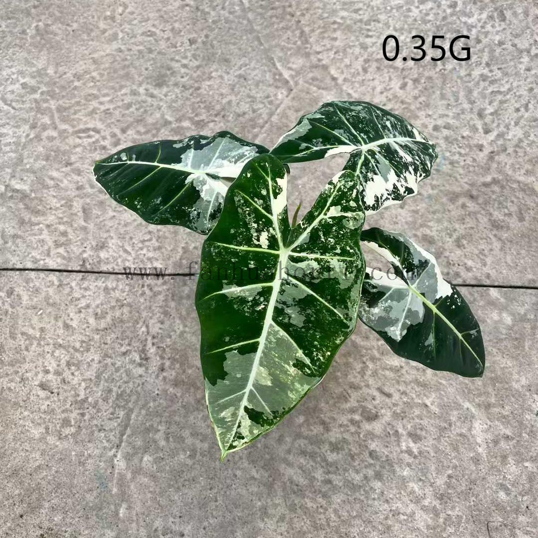 绿天鹅锦0.35-1