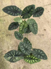 Silver Dragon Scale Alocasia