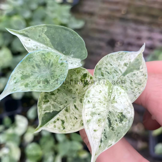 Baginda Dragon Scale Var Alocasia