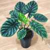Sinuata Alocasia