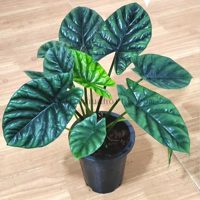 Sinuata Alocasia
