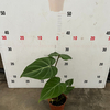 Philodendron Gloriosum 110#