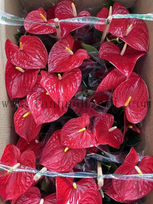 Anthurium Andraeanum Michigan 150#