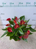 Anthurium Andraeanum Red success 140#