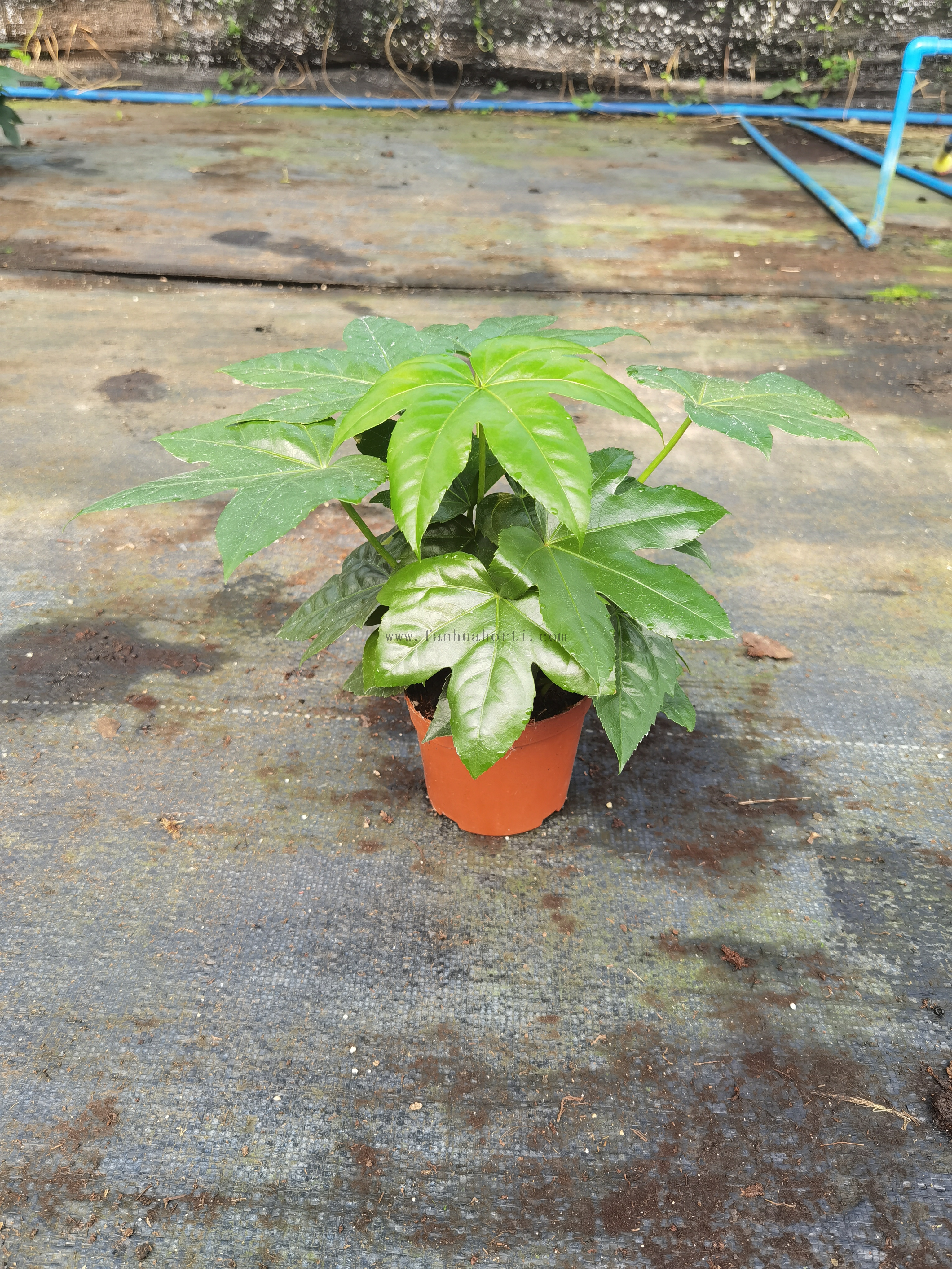 Fatsia Japonica 110#