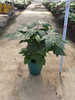 Fatsia Japonica Metal Tub 140#