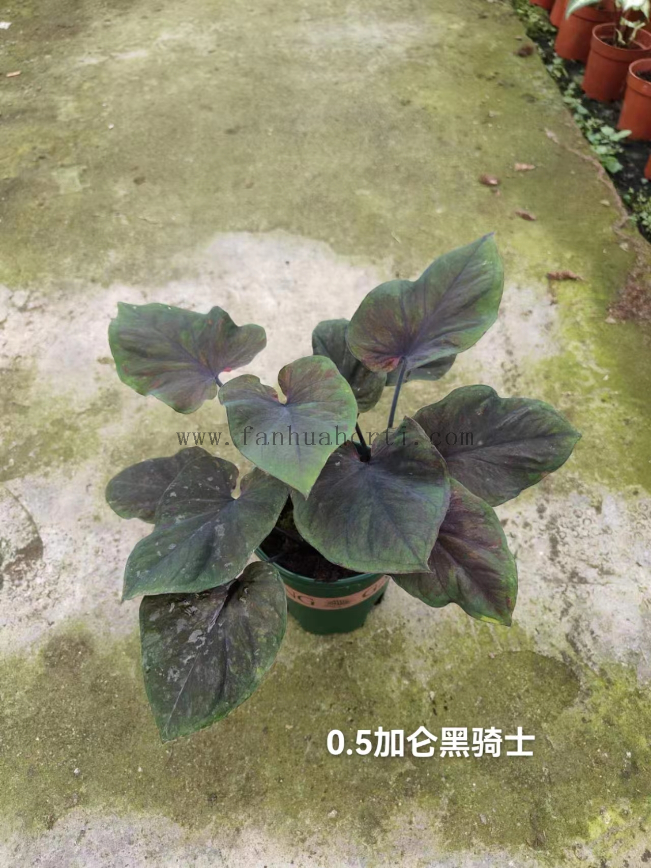 Caladium Biocolor Wholesale Nursery Indoor Potted Green Plants Ornamental Bonsai Beautiful Indoor Plant