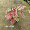 Caladium Biocolor Wholesale Nursery Indoor Potted Green Plants Ornamental Bonsai Beautiful Indoor Plant