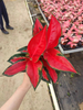 100# Suksom Aglaonema Wholesale Nursery Indoor Potted Green Ornamental Indoor Plant