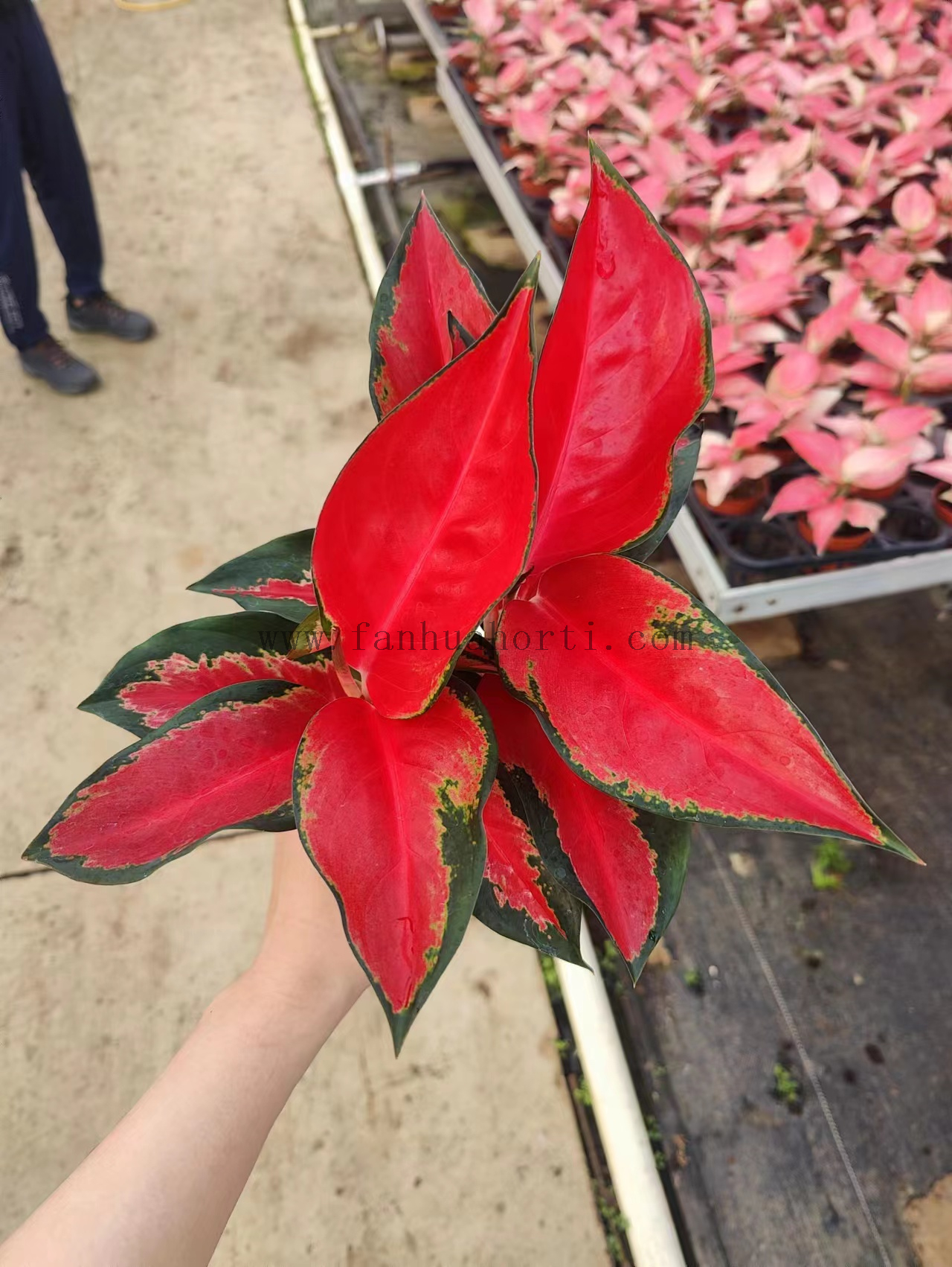 100# Suksom Aglaonema Wholesale Nursery Indoor Potted Green Ornamental Indoor Plant