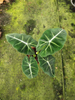 Alocasia Frydek Double Plant 110#