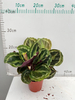 New Rainbow Calathea 110#