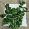 LemonLime Maranta