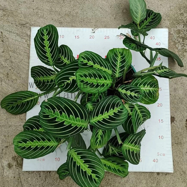 LemonLime Maranta