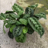 LemonLime Maranta