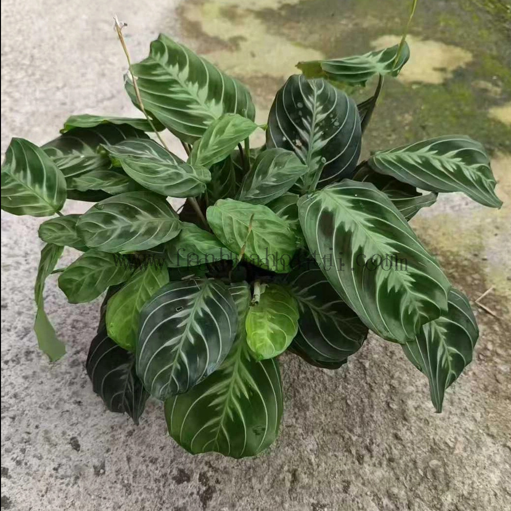 LemonLime Maranta