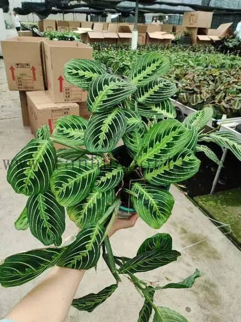 LemonLime Maranta