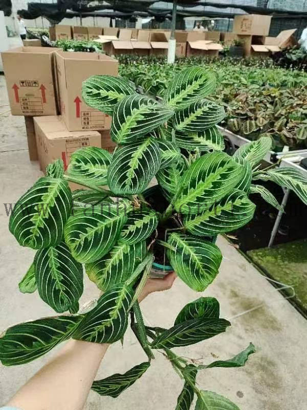 LemonLime Maranta