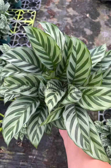  Freddy Calathea
