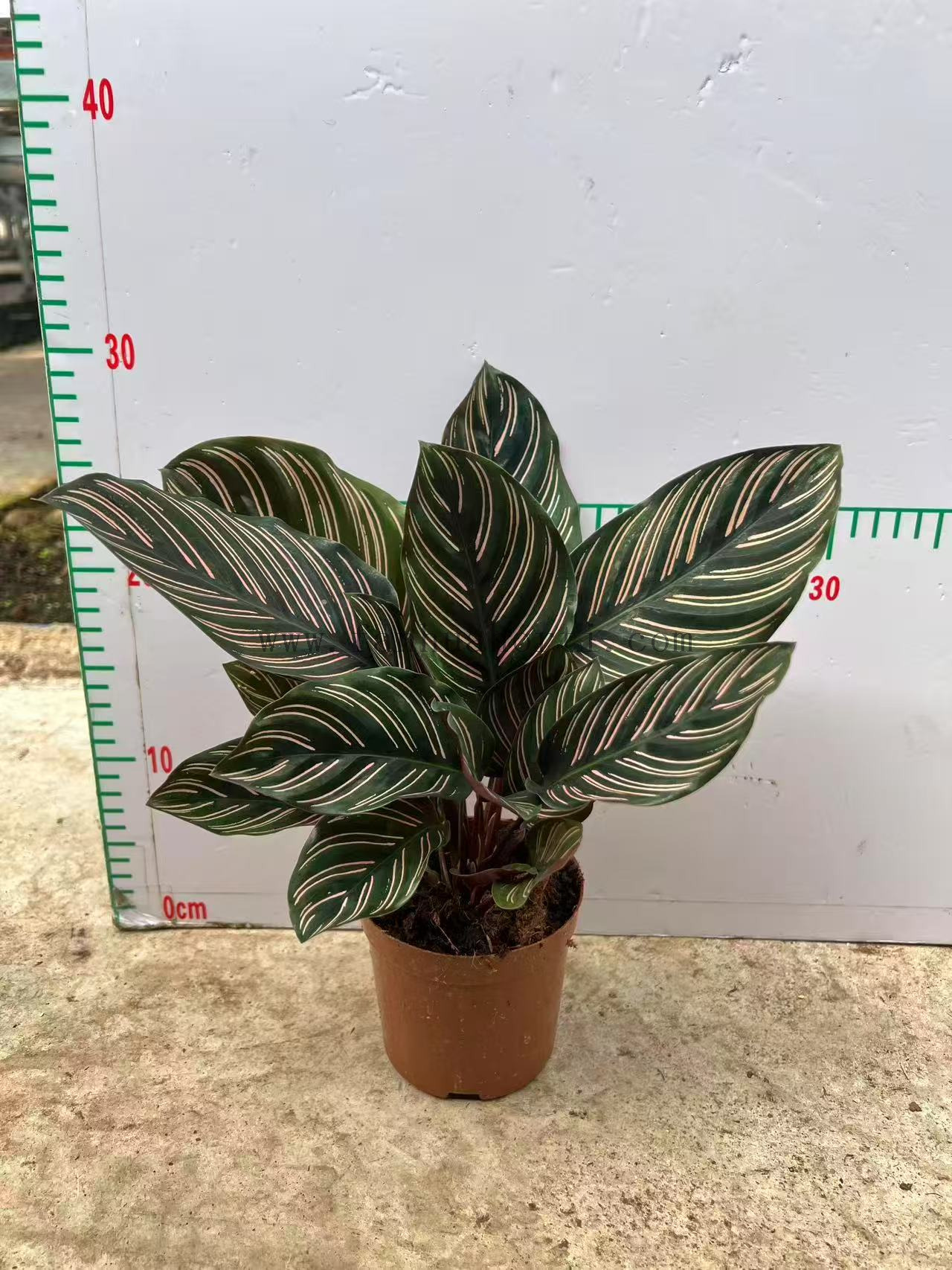 Sanderana Calathea