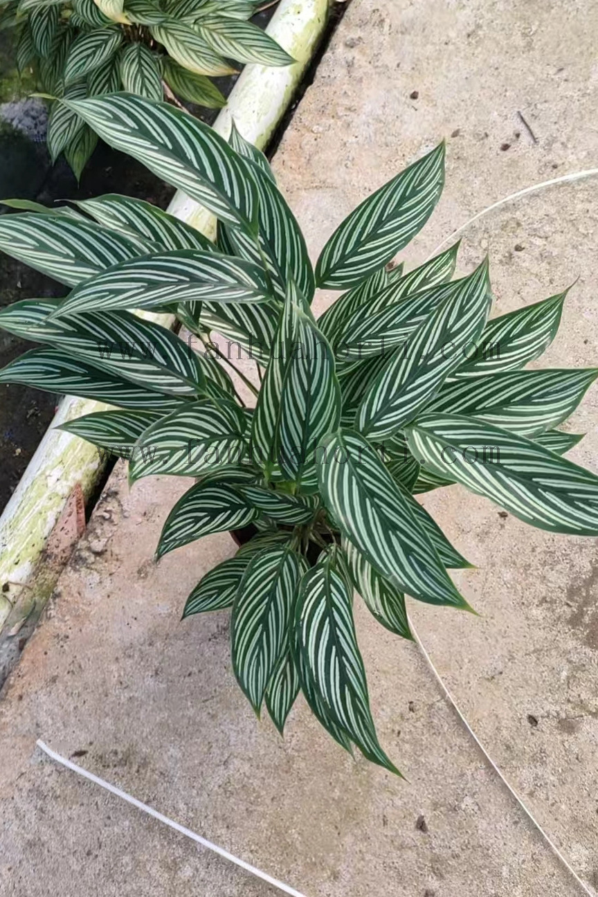 Vittata Calathea