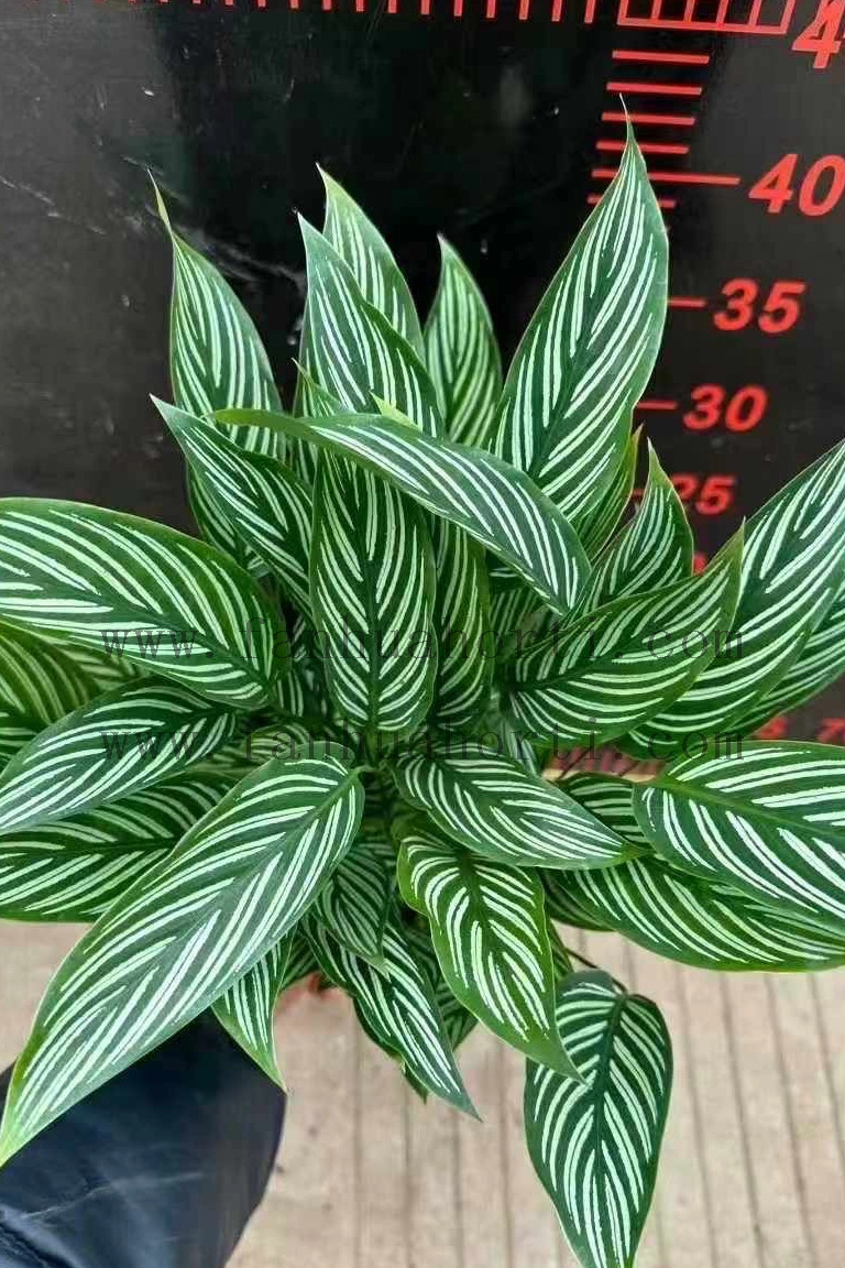 Vittata Calathea