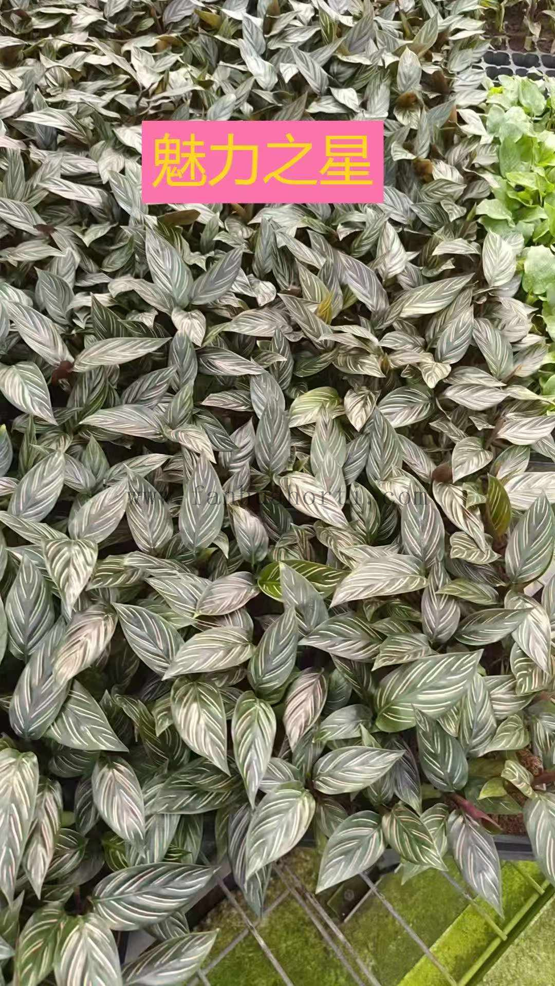 Beautiful Star Calathea