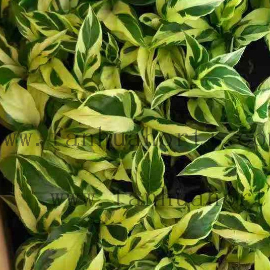 465bfda4fd7c162e7bcee14aa8c4bc1b_536_536