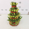 small 4 layers lucky bamboo 