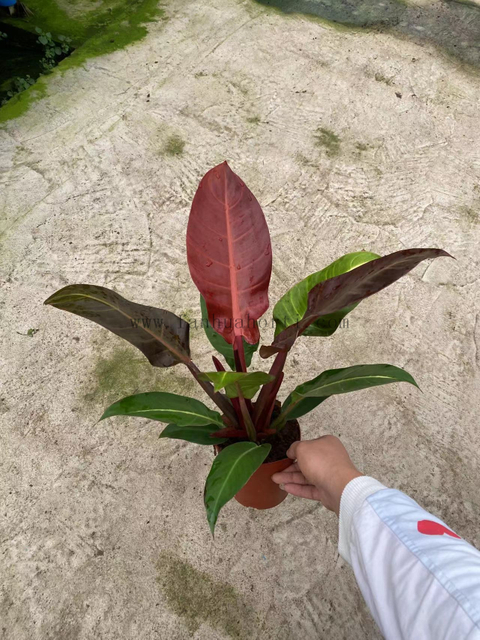 Philodendron Sunrise Red Sun