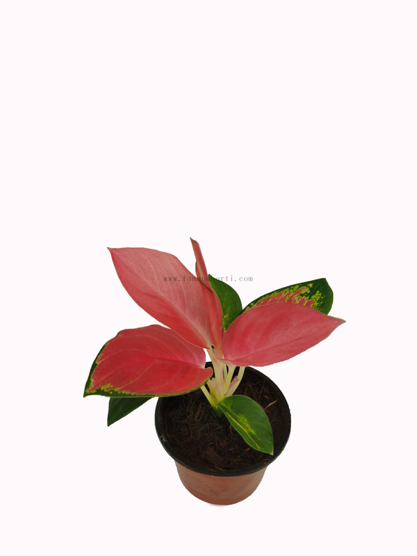 Aglaonema chinese red Chinese Evergreen Plant china red