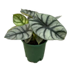 Alocasia