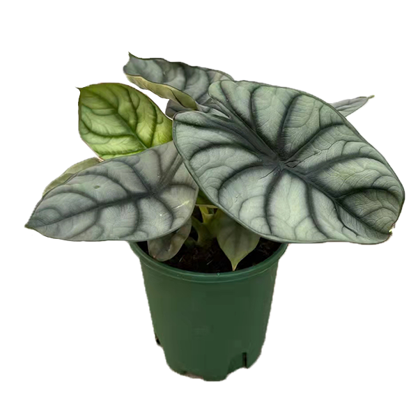 Alocasia