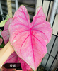 Caladium caroline tree plum gingeread sequence white column princess castle annie