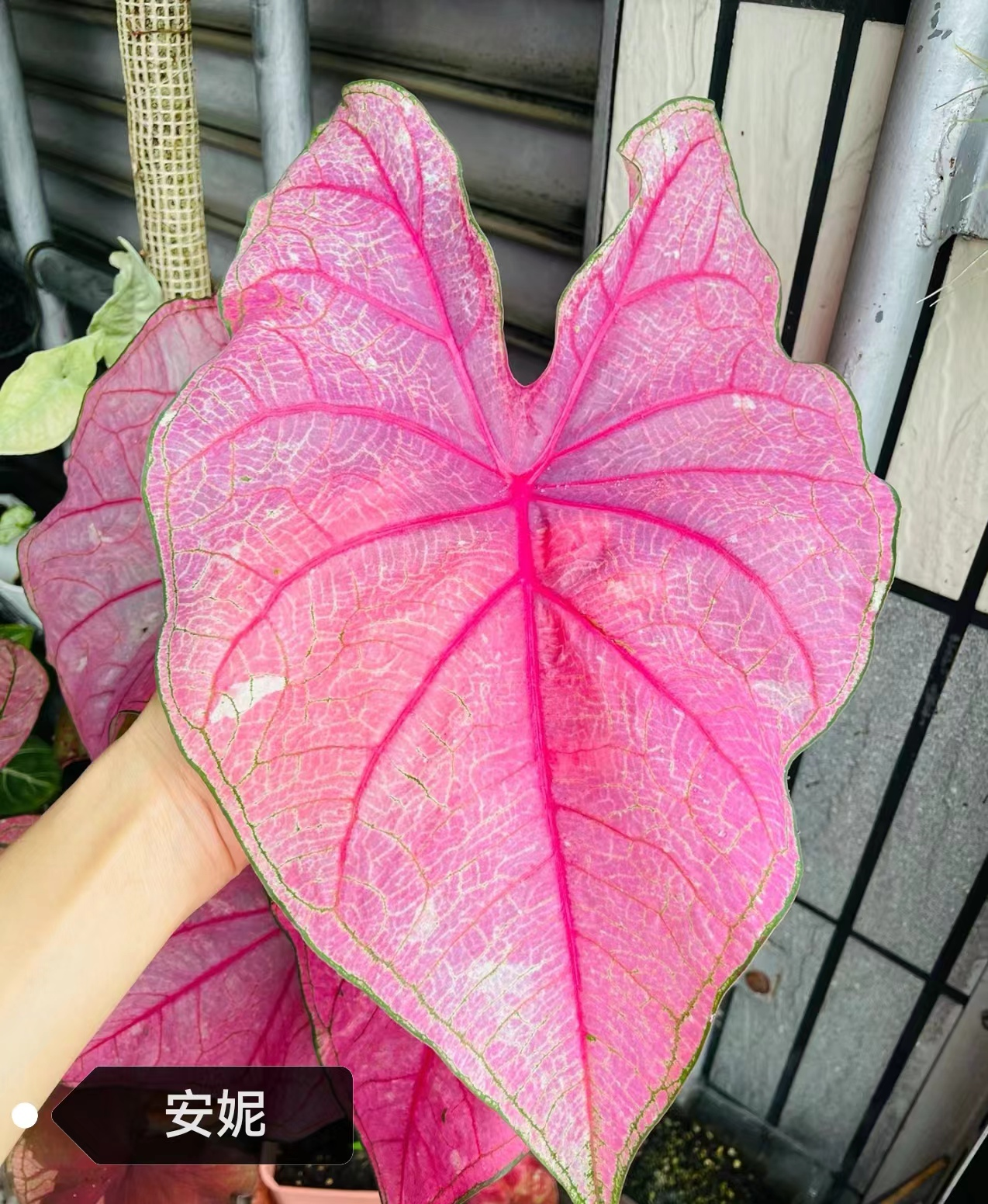 Caladium caroline tree plum gingeread sequence white column princess castle annie